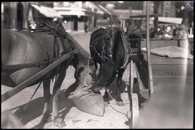 hester i Drammen tidlig på 1930-tallet